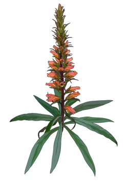 Isoplexis isabelliana (Webb & Berthel.) Masf.