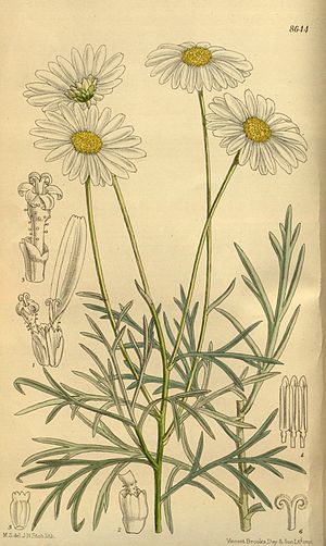 Chrysanthemum foeniculaceum 142-8644.jpg