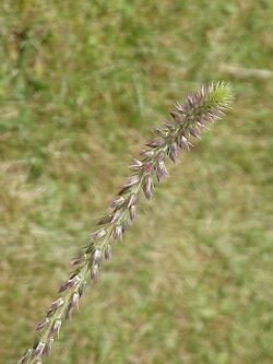 Achyranthes aspera1.jpg