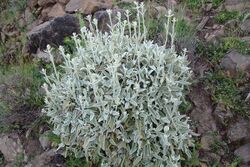 Dsc03257-descripcion-sideritis-dasygnphala-2-cruz-tejeda-artenara.jpg