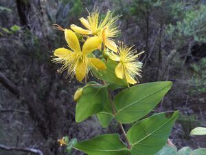 Hypericum grandifolium o Granadillo en Anaga.jpg