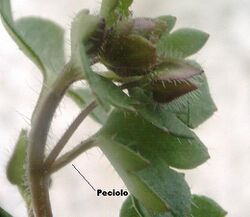 Peciolo.jpg