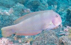 Pez peine (Xyrichtys novacula), franja marina Teno-Rasca, Tenerife, España, 2022-01-09, DD 33.jpg