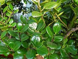 Ilex perado.jpg