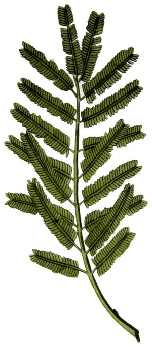 Hoja de Acacia nilotica.jpg