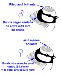 Dimorfismo sexual