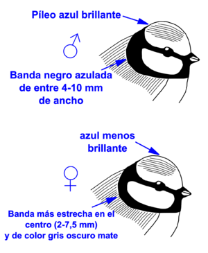 ParusCaeruleusSexDiff es.svg