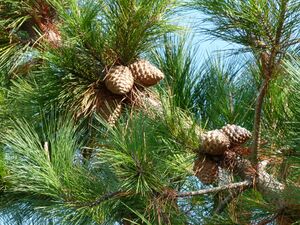 Pinus radiata Montjuic.JPG