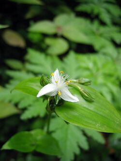 Tradescantia fluminensis.jpg