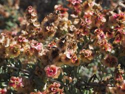 Salsola divaricata 03.JPG
