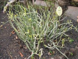 Ceropegia dichotoma-growth form.jpg