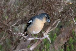 Fringilla coelebs ssp. canariensis macho.jpg