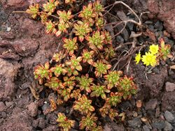 Aeonium sedifolium P1050441.JPG