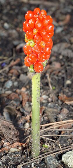 Arum italicum (aka).jpg