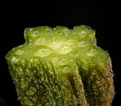 Cucurbita pepo 04 ies.jpg