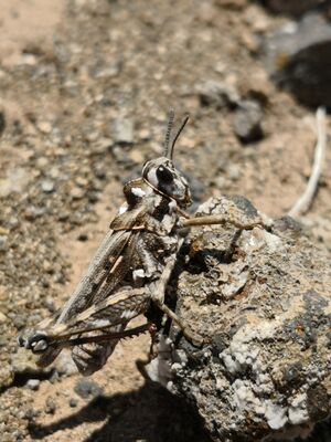 Dericorys minutus, Las Palmas, Canary Islands 1.jpg