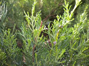 Juniperus phoenicea subsp. turbinata2 2601.JPG