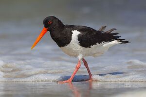 Haematopus ostralegus He.jpg