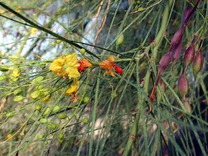 Parkinsonia aculeata az.jpg