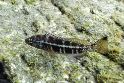Serrano imperial (Serranus atricauda), Monte da Guia, isla de Fayal, Azores, Portugal, 2020-07-26, DD 22.jpg
