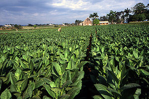 Tobacco field cuba1.jpg