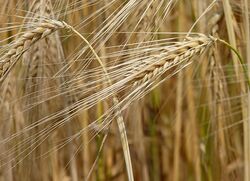 Barley J1.jpg