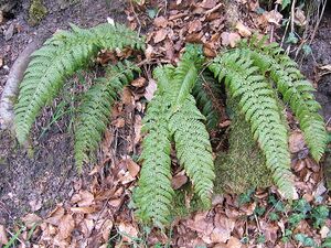 Polystichum aculeatum 01.jpg