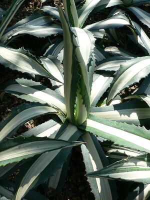 Agave americana2.jpg