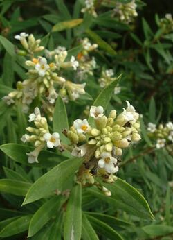 Daphne gnidium3.jpg