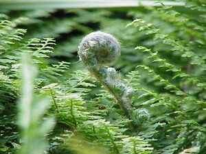 Polystichum setiferum0.jpg