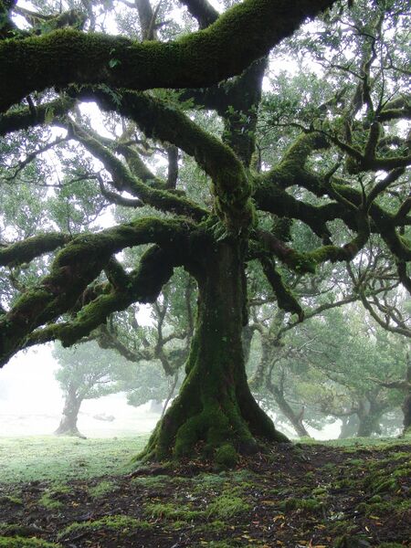 Archivo:Ocotea foetens 1336.jpg