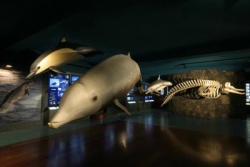 Museo de cetaceos de canarias.jpg