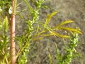 Artemisia biennis (7997948660).jpg