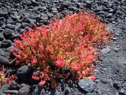 Rumex vesicarius Playa Blanca 2.JPG