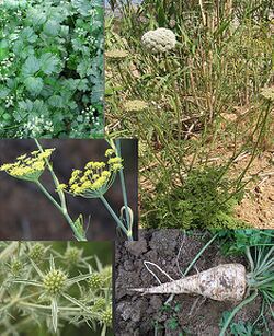 Umbelliferae-apium-daucus-foeniculum-eryngium-petroselinum.jpg