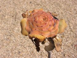 Aeonium vestitum d.jpg