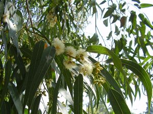 Eucalyptus flowers, Barcelona, Spain (15345095225).jpg