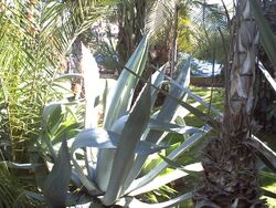 PICT0049.JPG