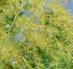 Asparagus scoparius gen.JPG