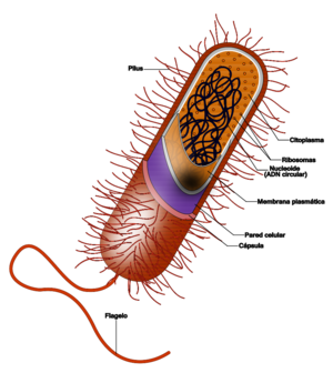 Prokaryote cell (Spanish version).svg