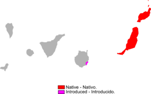 Gallotia atlantica range Map.png