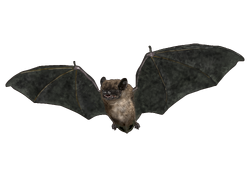 Murciélago Montañero