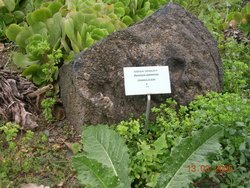 Aeonium palmense.jpg