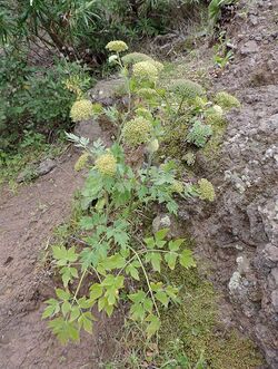 Tinguarra cerviariaefolia kz5.JPG