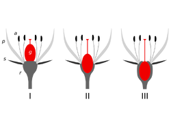 Ovary position.png
