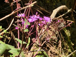 Pericallis cruenta Tenerife 3.jpg