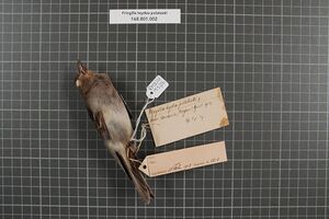 Naturalis Biodiversity Center - RMNH.AVES.153726 1 - Fringilla teydea polatzeki Hartert, 1905 - Fringillidae - bird skin specimen.jpeg