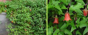 Canarina canariensis.jpg