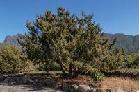 Juniperus cedrus - Jardín Botánico del Centro de Visitantes - El Paso - La Palma.jpg