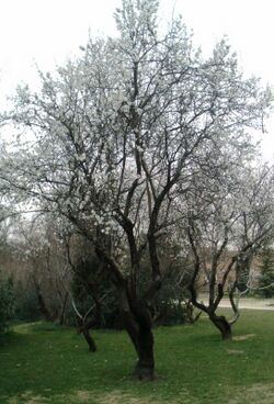 Almendro.jpg